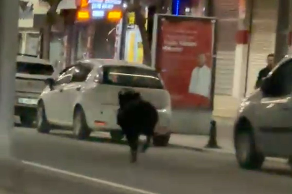 Batman'da yaban domuzu şehir merkezine indi: Bir kişi yaralandı