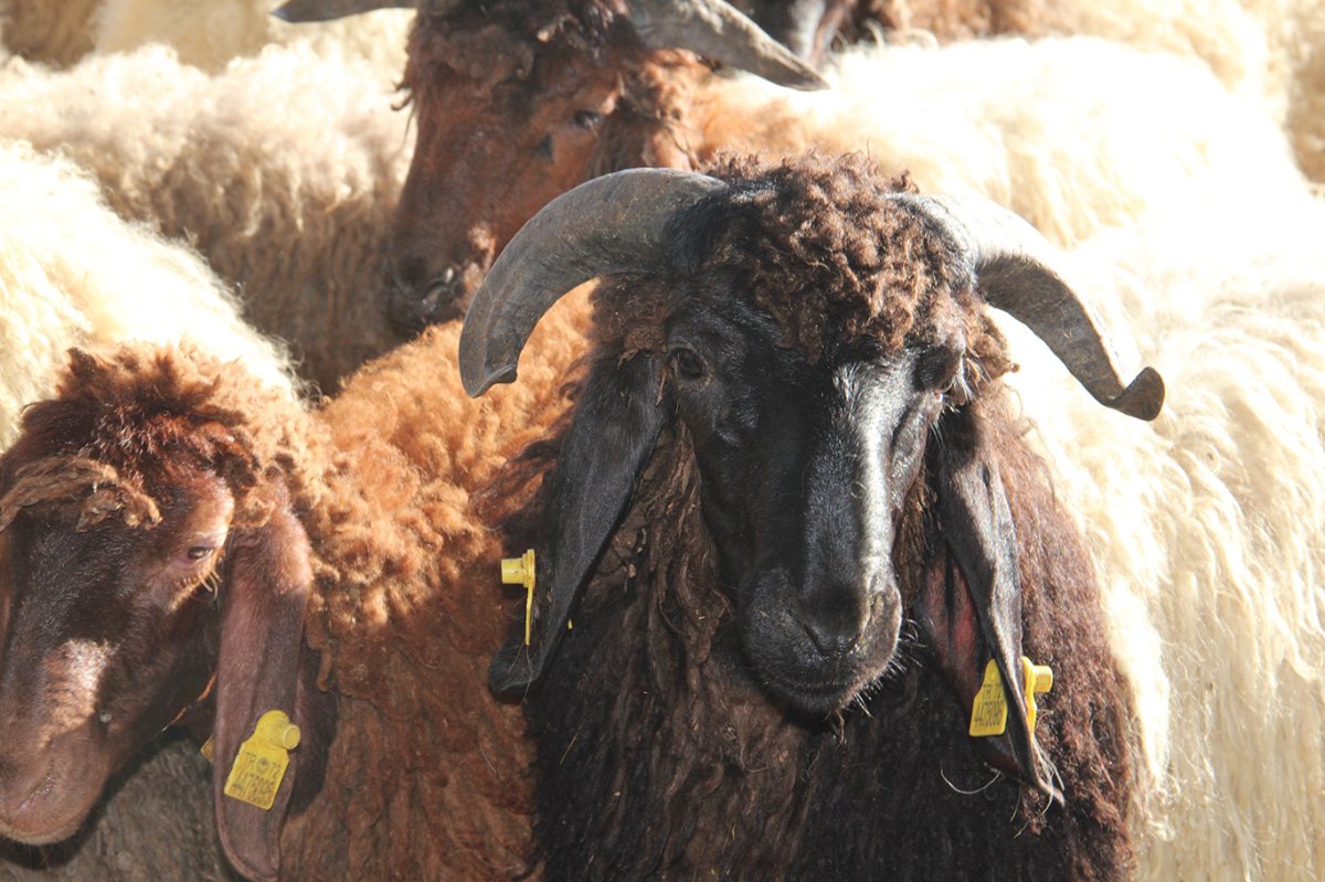 Kurban hazırlıklarını hızlandıran Umut Kervanı'ndan vekalet çağrısı