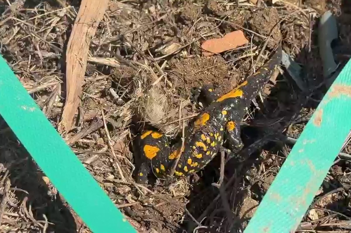 Malatya'da ateş semenderi görüldü