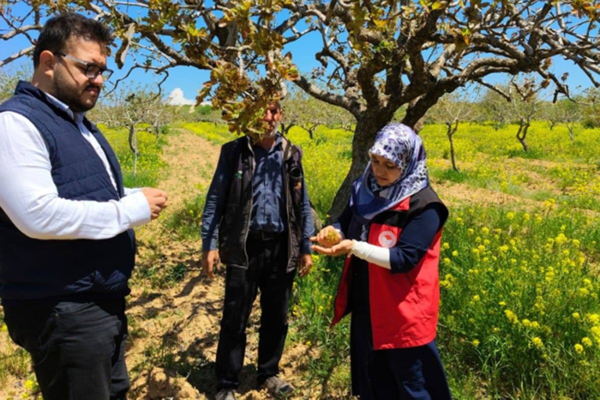 Şanlıurfa’da fıstık bahçelerinde uygulamalı bakım çalışması