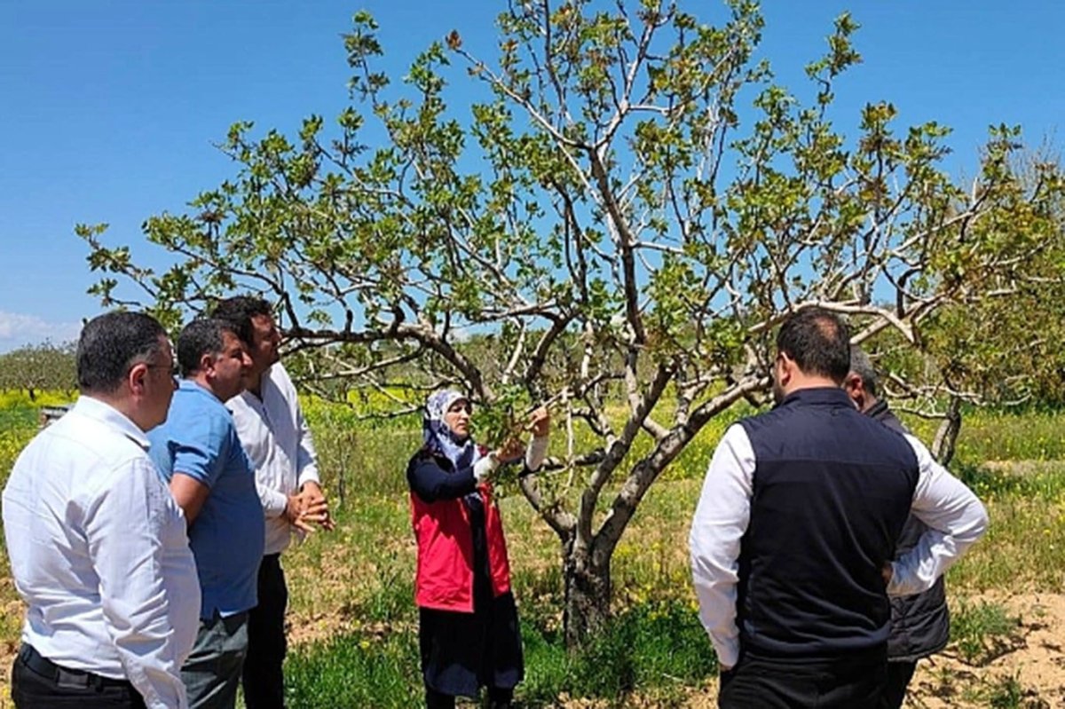 Şanlıurfa’da fıstık bahçelerinde uygulamalı bakım çalışması