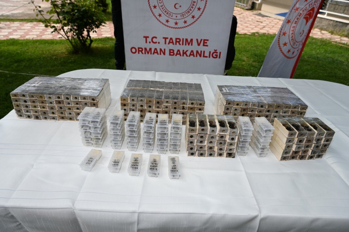 Batman'da 460 üreticiye 5 bin 700 ana arı dağıtıldı