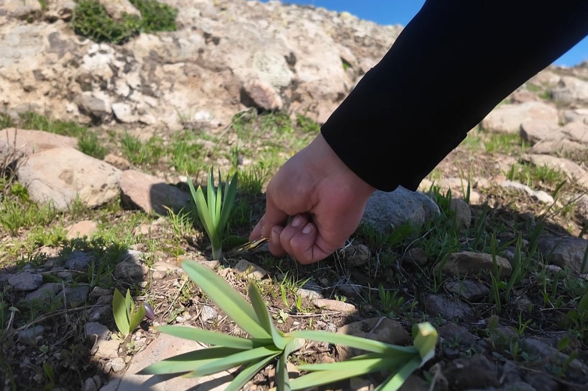Ağrı dağlarında çiriş otu mesaisi hem şifa hem aktivite!
