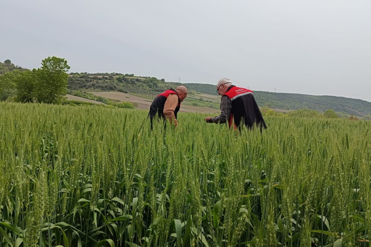 Bursa'da süne zararlısına karşı mücadele başladı