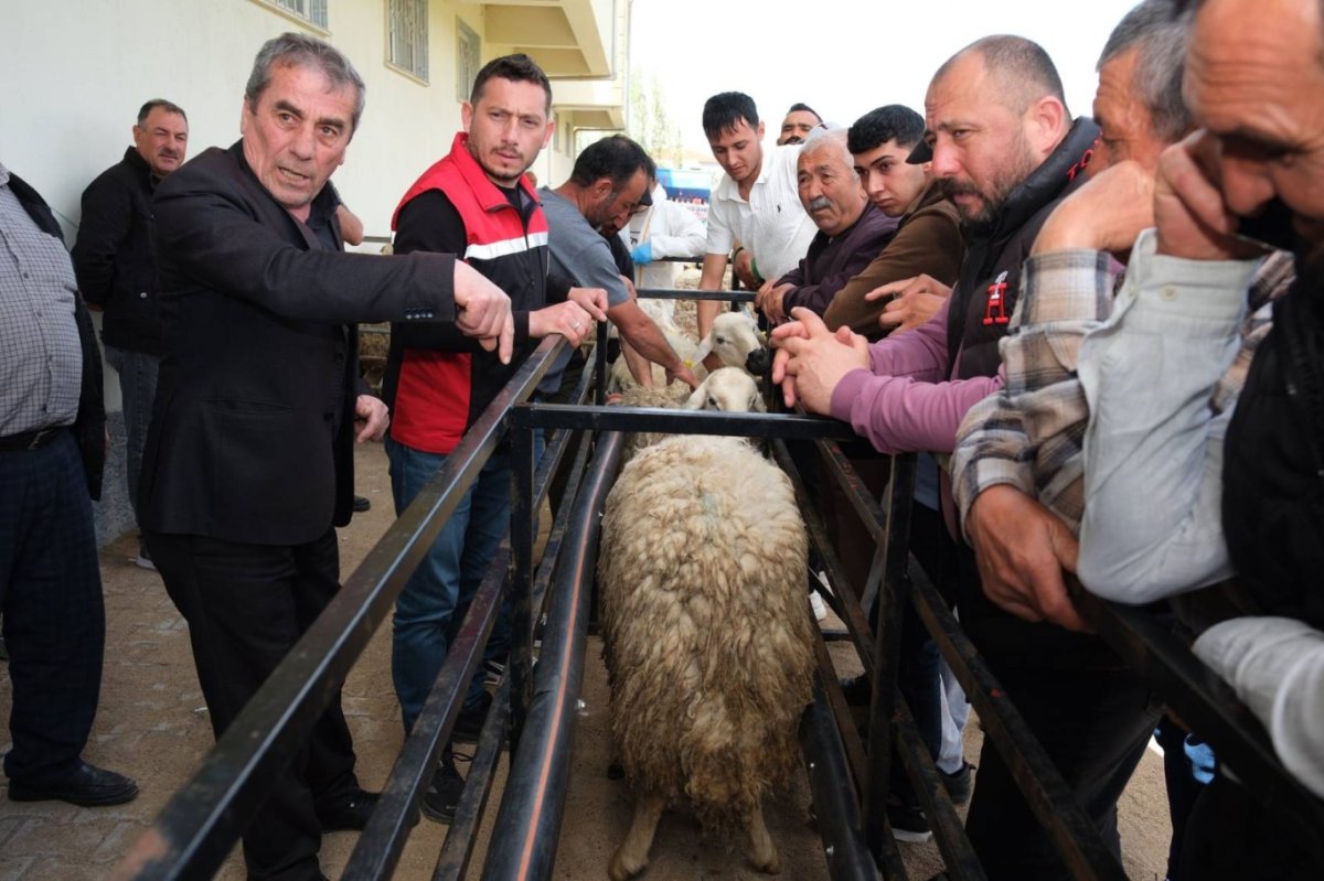 Yozgat'ta yetiştiricilere 120 damızlık koç dağıtıldı
