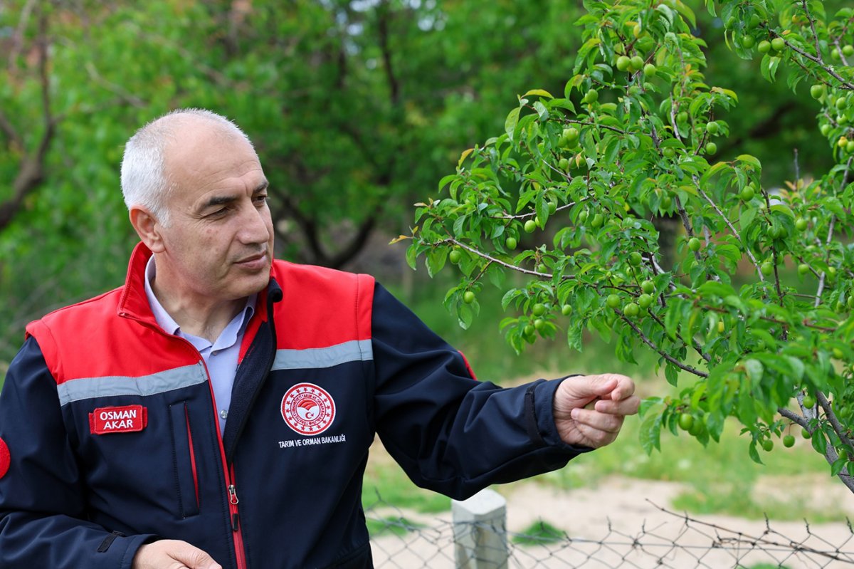 Malatya'da dolu yağışından zarar gören kayısı bahçelerinde inceleme