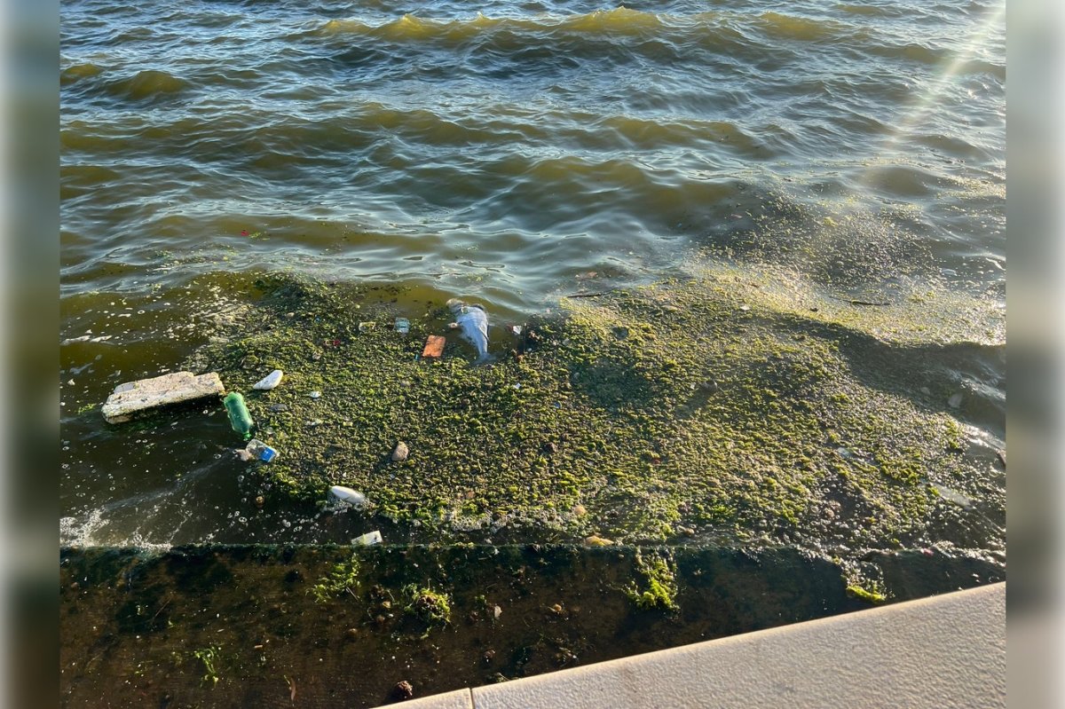 İzmir Bayraklı sahilinde çevre kirliliği dikkat çekiyor