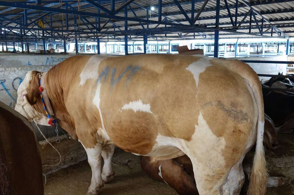 Bursa’da tonluk danalar rekor fiyata alıcı buldu
