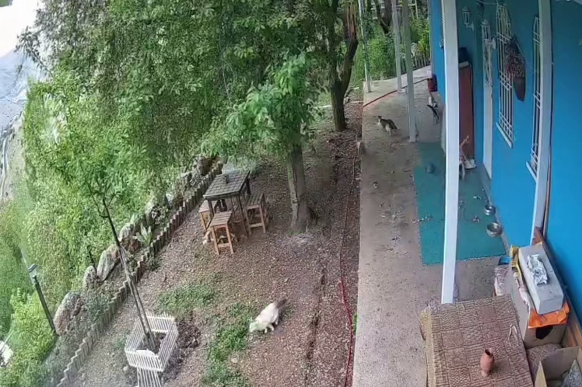 Depremde kedilerin kaçma anı kameralara yansıdı
