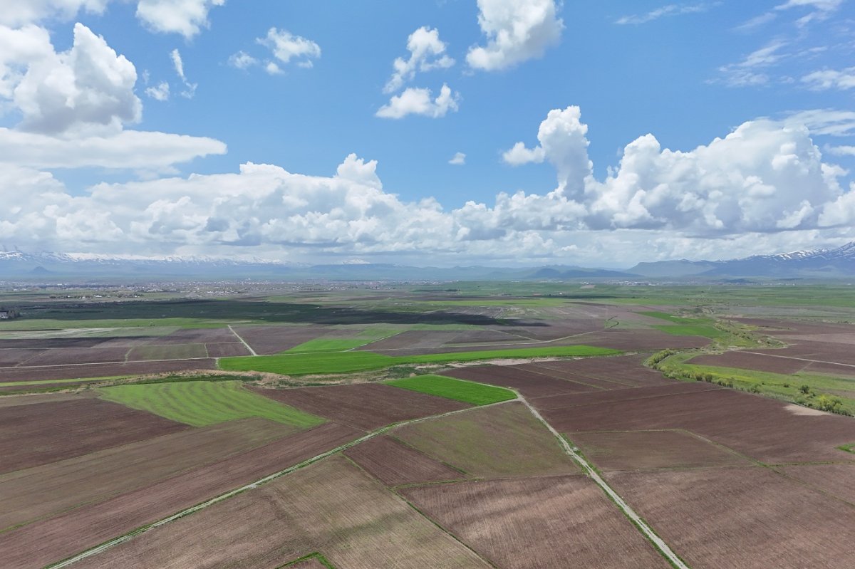 Ağrı'da çiftçilere yüzde 75 hibeli sebze fidesi dağıtıldı