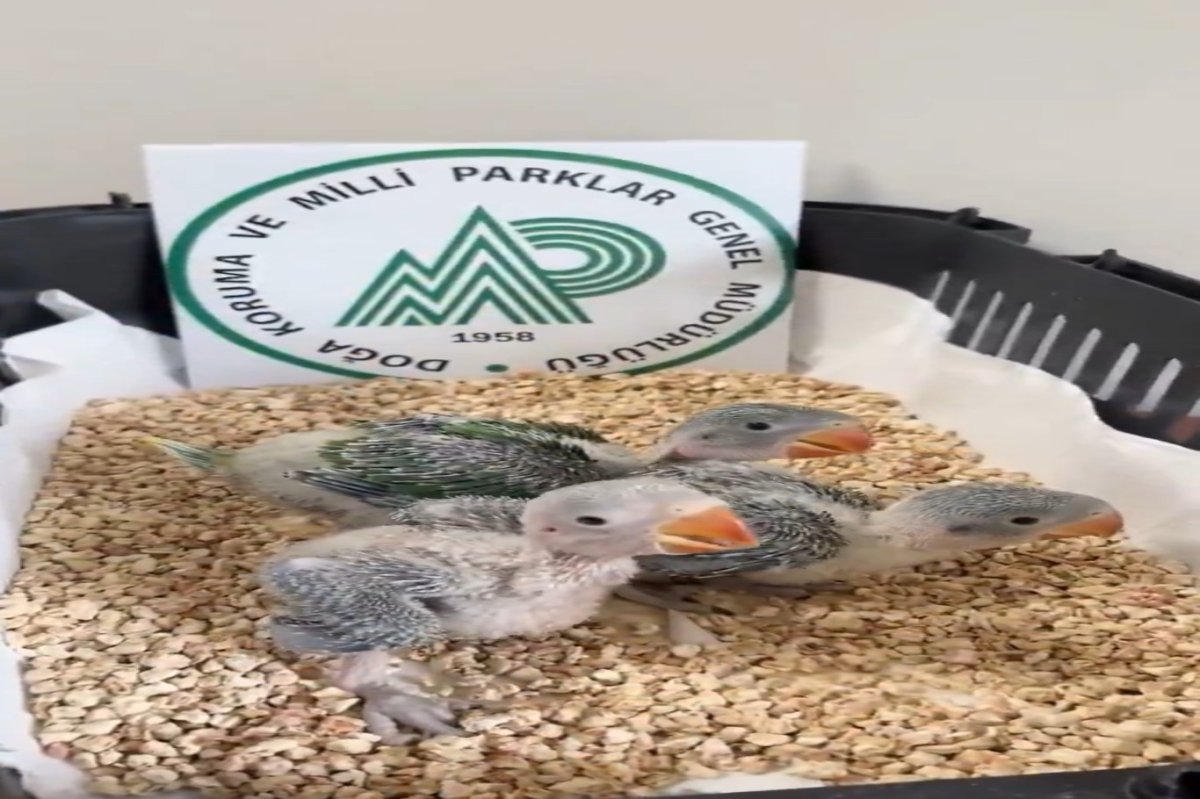 Bursa’da yasa dışı ticarete konu edilen 3 İskender papağanı kurtarıldı
