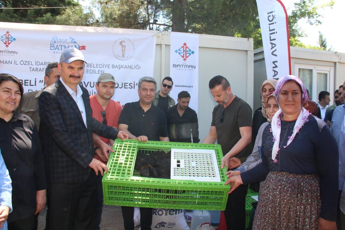 Batman'da 662 girişimciye tavuk desteği