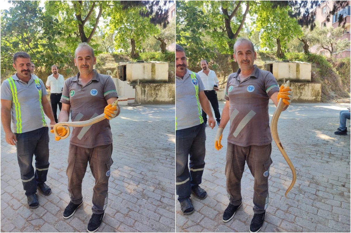 Mezarlık temizliğinde yılan paniği