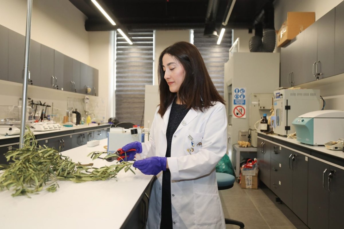 Atık zeytin dallarıyla kuraklığa akıllı çözüm