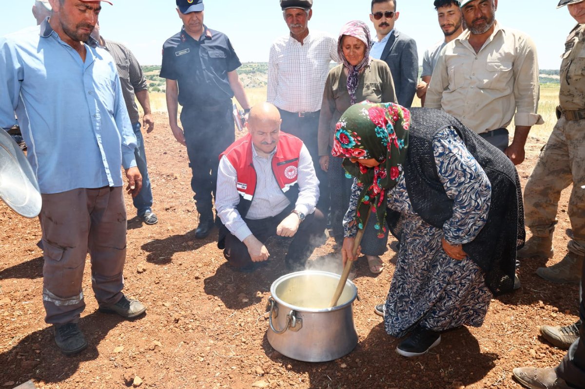 Adıyaman'da firik buğdayı hasadı başladı