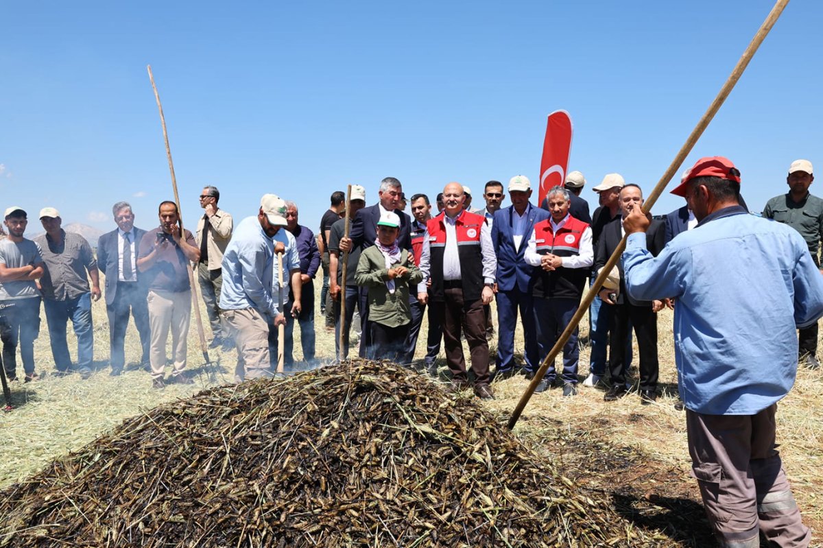 Adıyaman'da firik buğdayı hasadı başladı