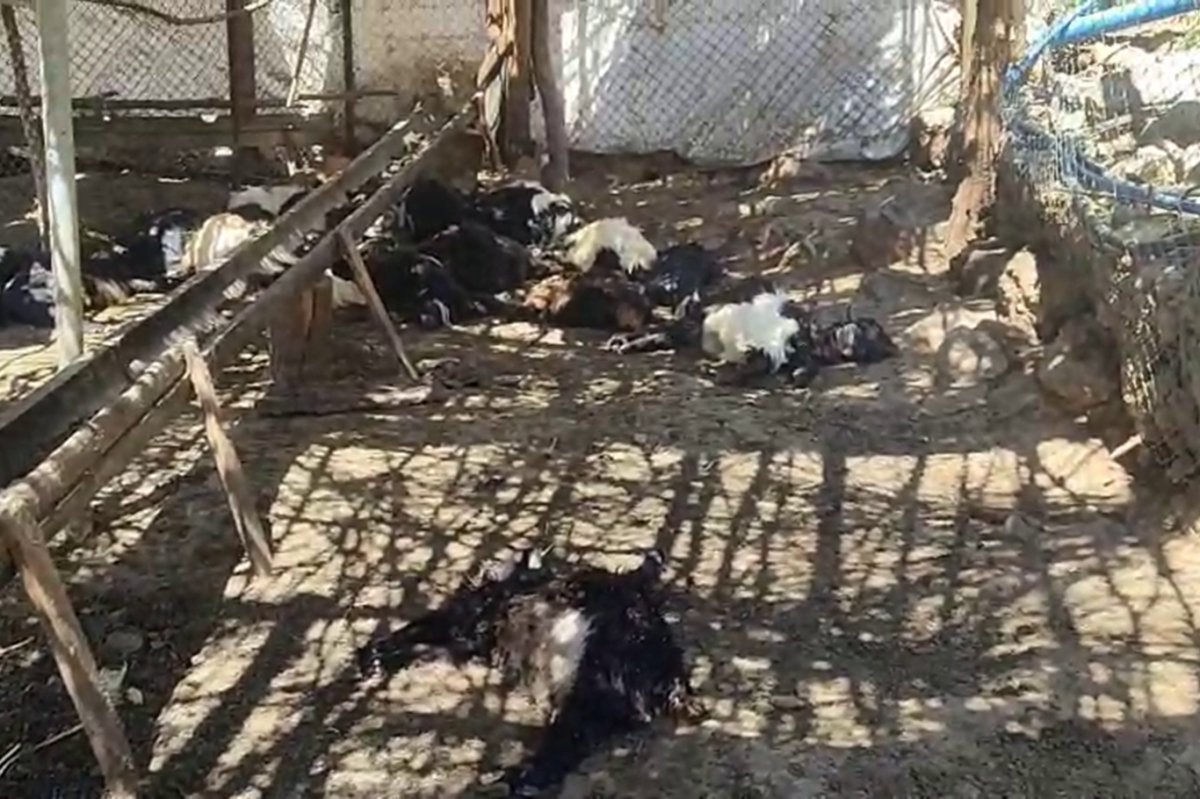 Şirvan'da başıboş köpeklerin saldırısında 26 keçi telef oldu
