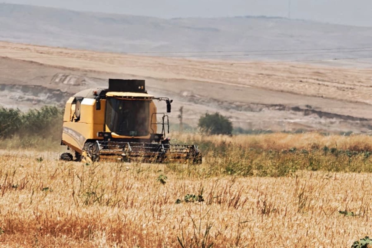 Şırnak'ta buğday ve arpa hasadı başladı: Çiftçiler yoğun mesai harcıyor