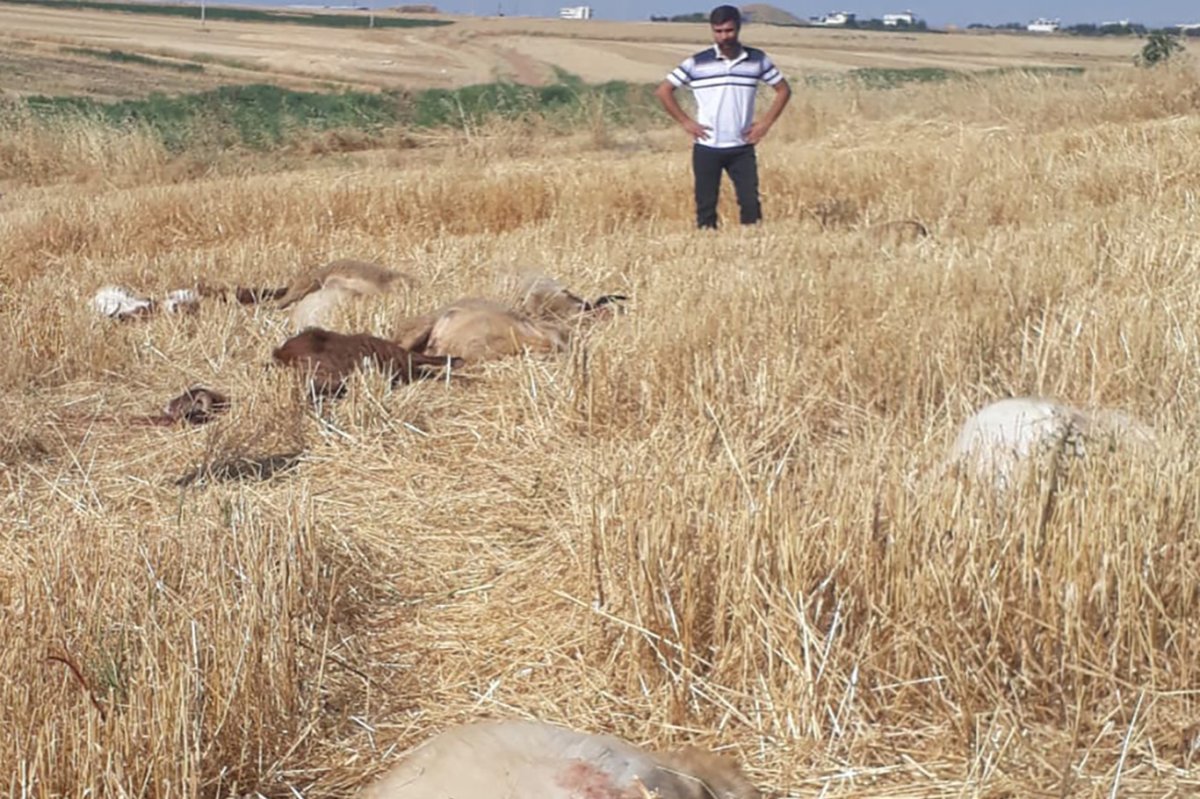 Diyarbakır'da iddiaya göre tarım ilacıyla kirlenen sudan içen 62 küçükbaş hayvan telef oldu
