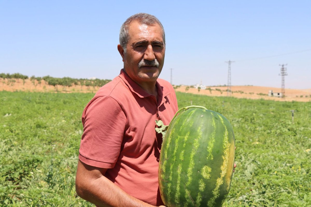 Kar suyunun bereketi Yaylak karpuzuna lezzet katıyor