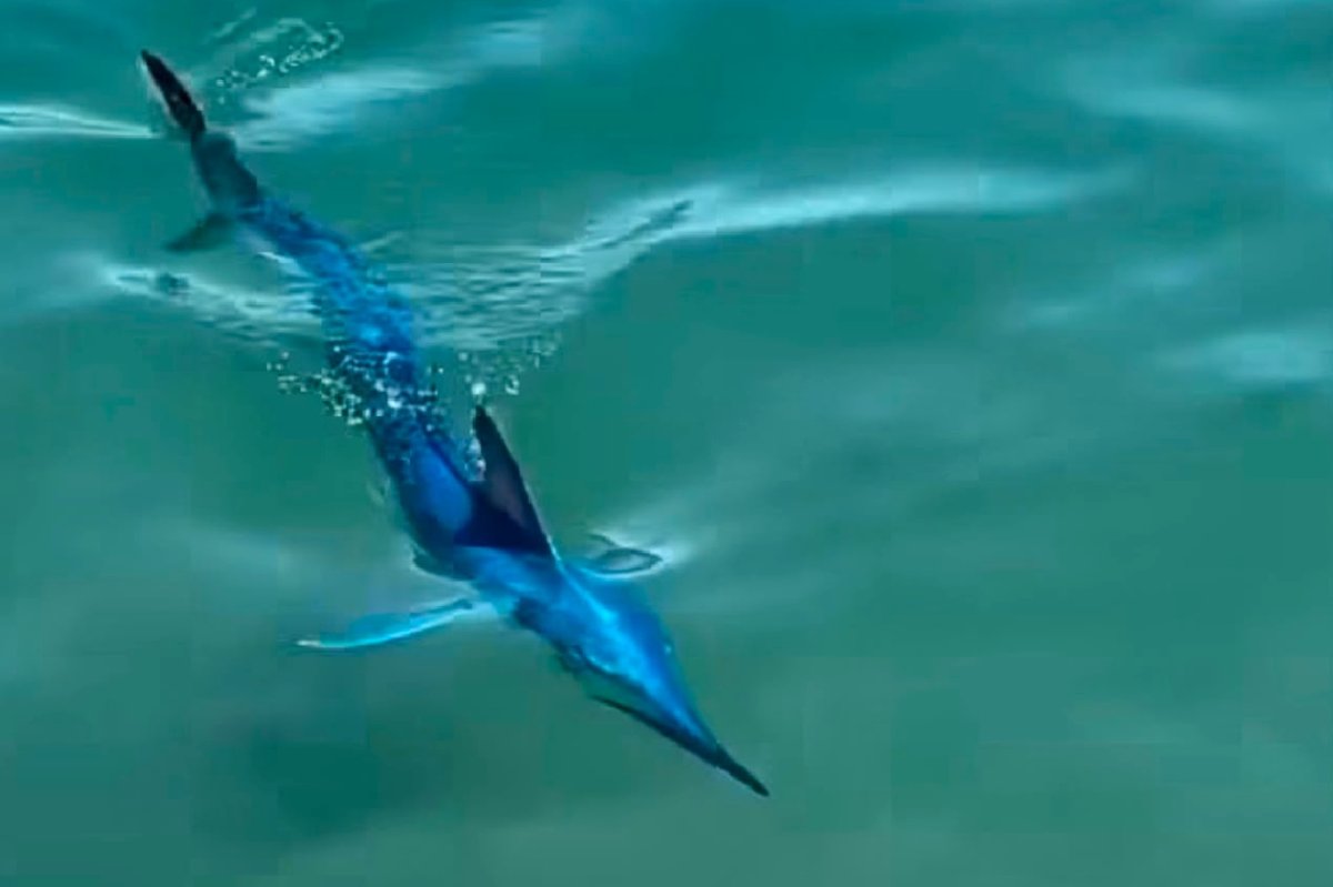 Bodrum açıklarında nadir görülen mavi marlin görüntülendi
