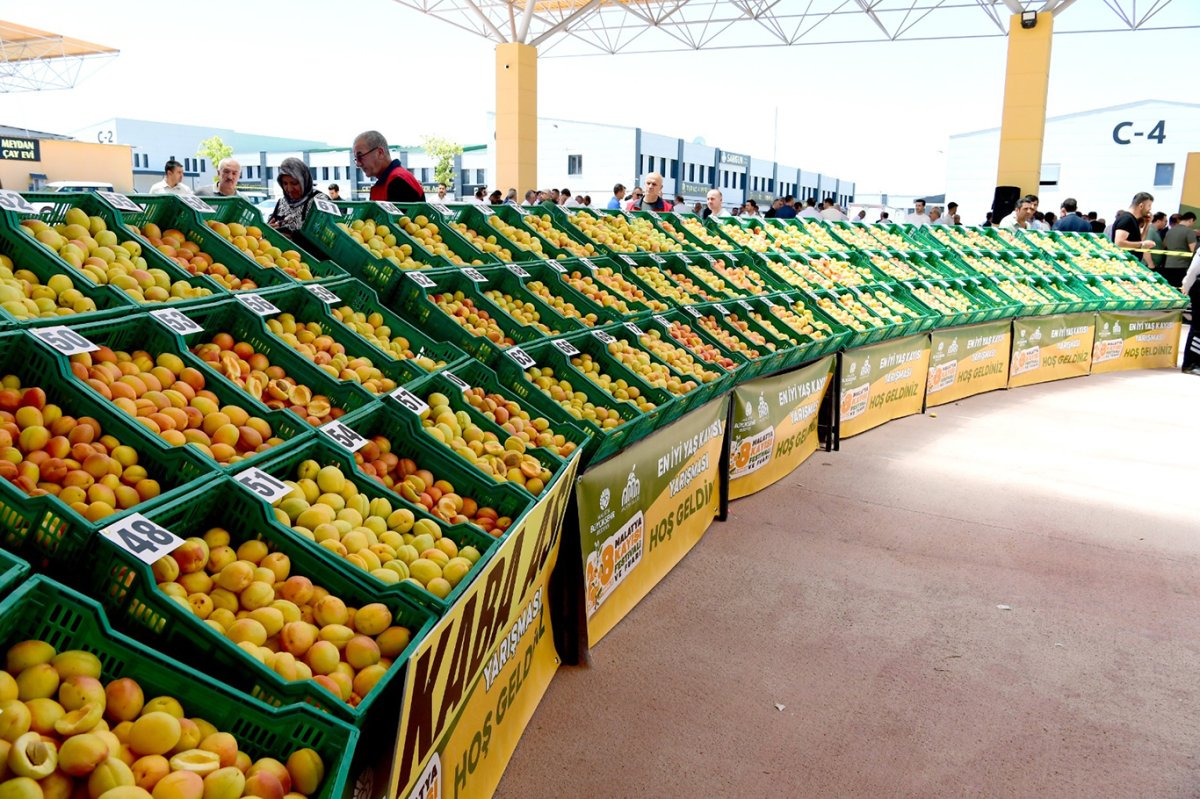 Malatya'da "En İyi Kayısı" yarışması düzenlendi