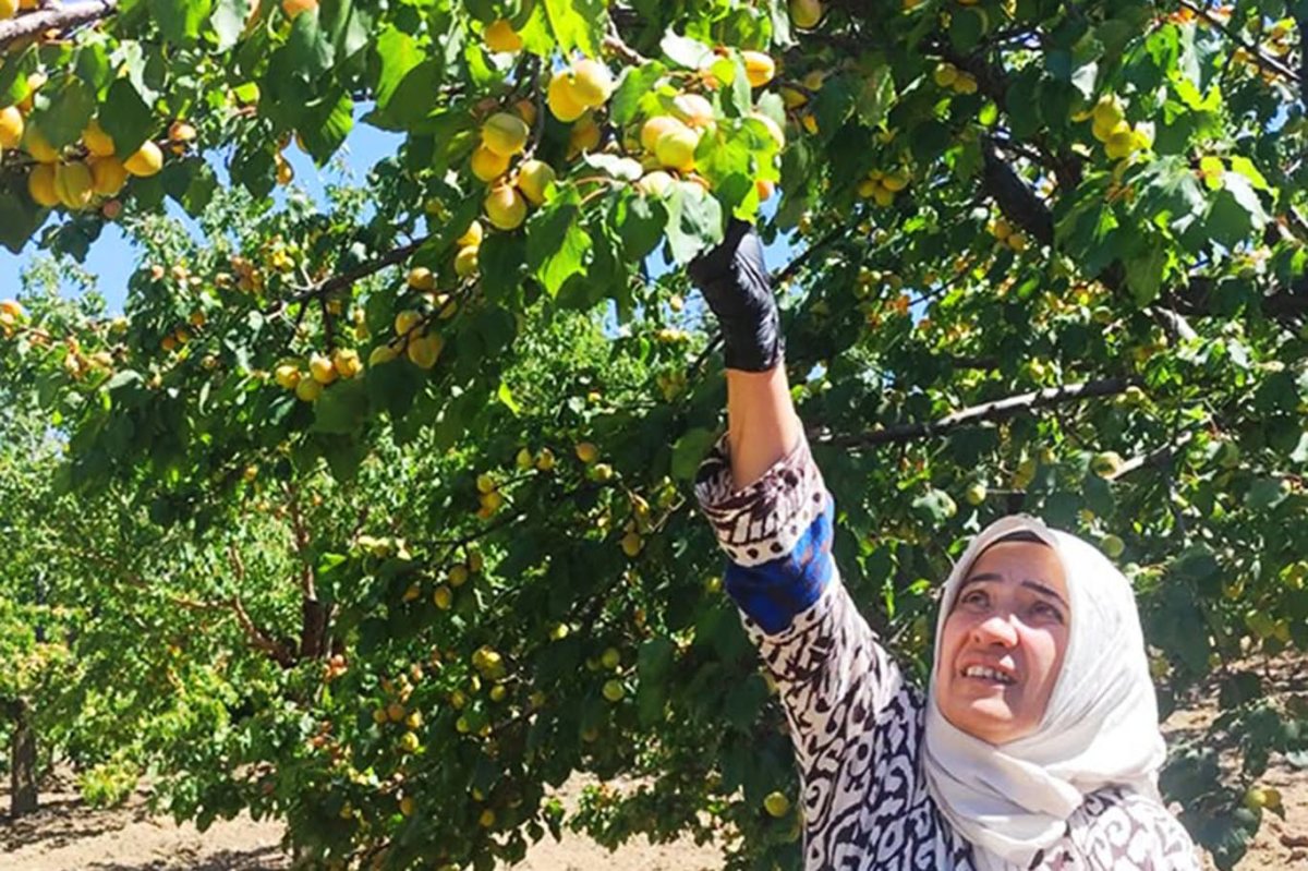 Malatya'da pestisit denetimlerinde 21 üreticiye işlem yapıldı