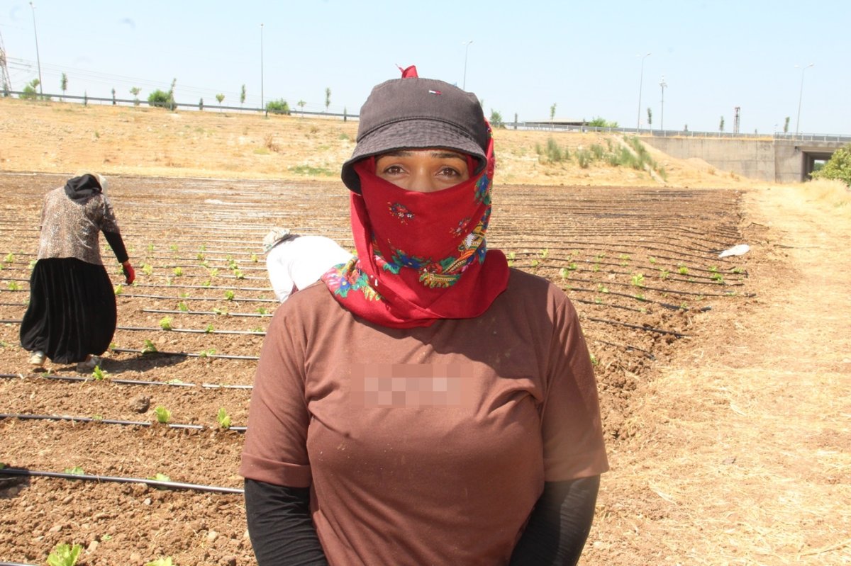 Tarım işçilerinin kavurucu sıcakta düşük yevmiyeyle geçim mücadelesi