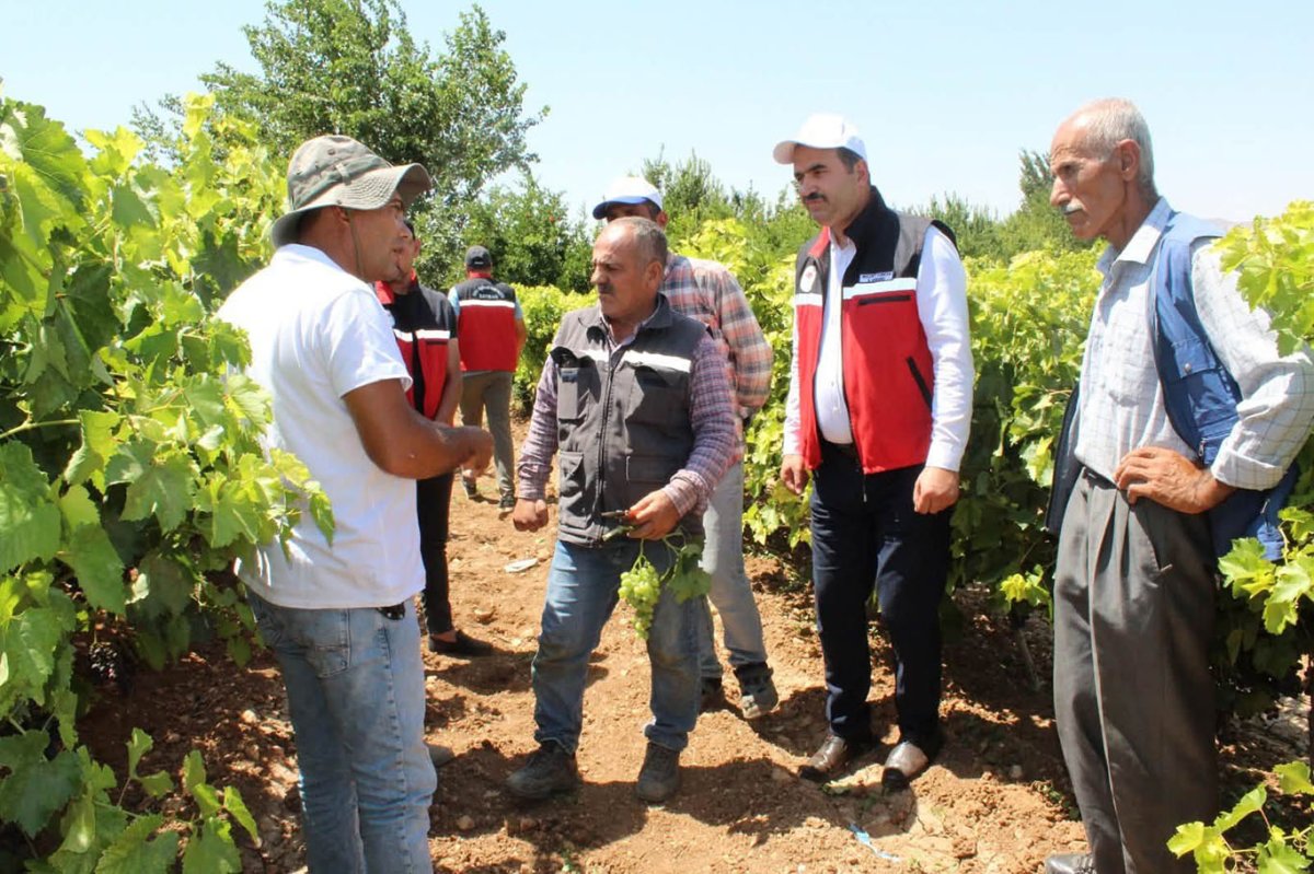 Üzüm üreticilerine uygulamalı yeşil budama eğitimi verildi