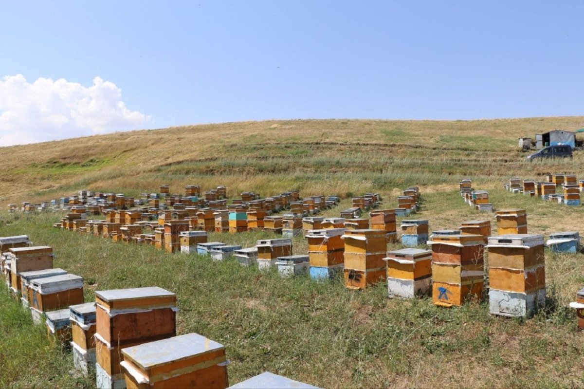 Ağrı Geven Balında bu sezon 357 ton rekor rekolte bekleniyor
