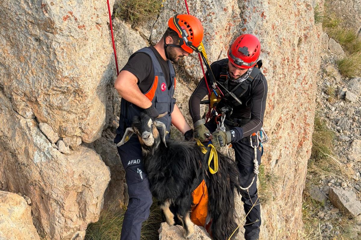 Şırnak'ta dağda mahsur kalan keçiler için ekipler seferber oldu