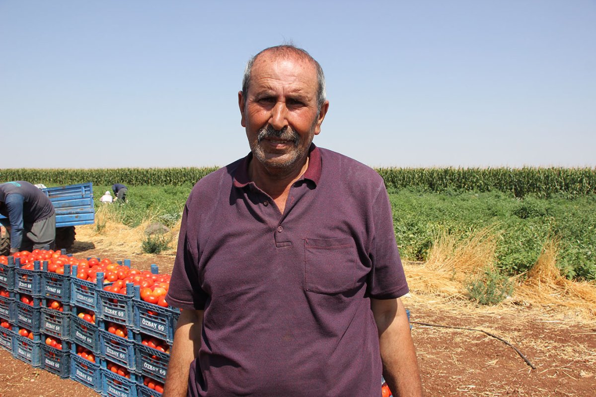 Domates üreticileri dertli: Üretiyoruz ama karşılığını alamıyoruz