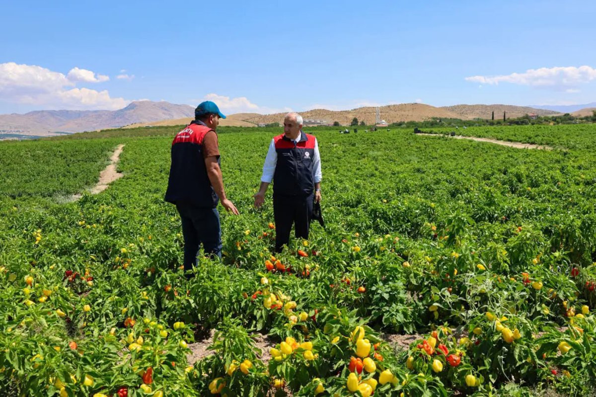 Malatya'da üreticilere dağıtılan bir milyon 85 bin sebze fidesinde hasat zamanı
