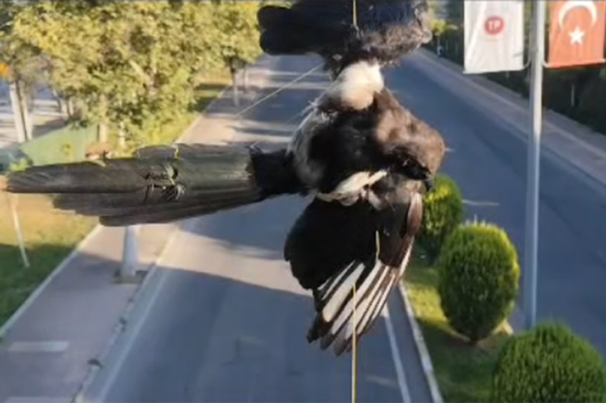 Batman'da direğe dolanan kuş kurtarıldı