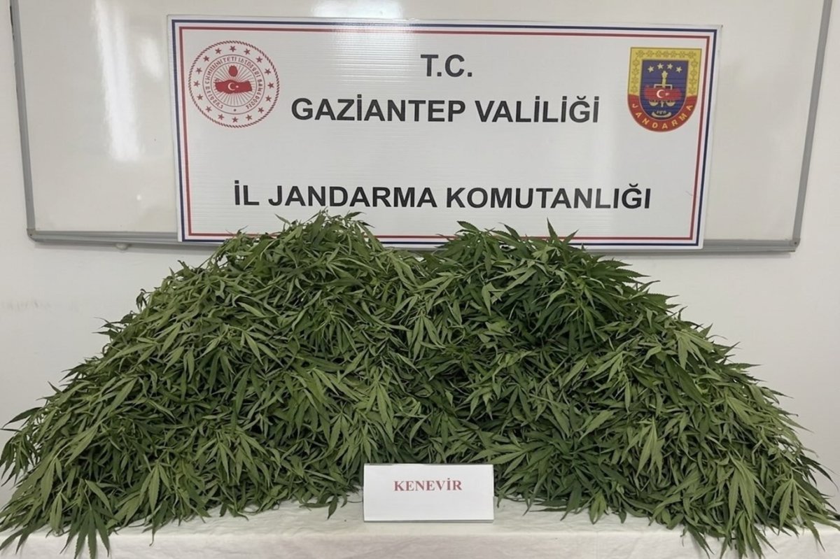 Gaziantep'te kenevir ekimi yapan 9 şüpheli yakalandı