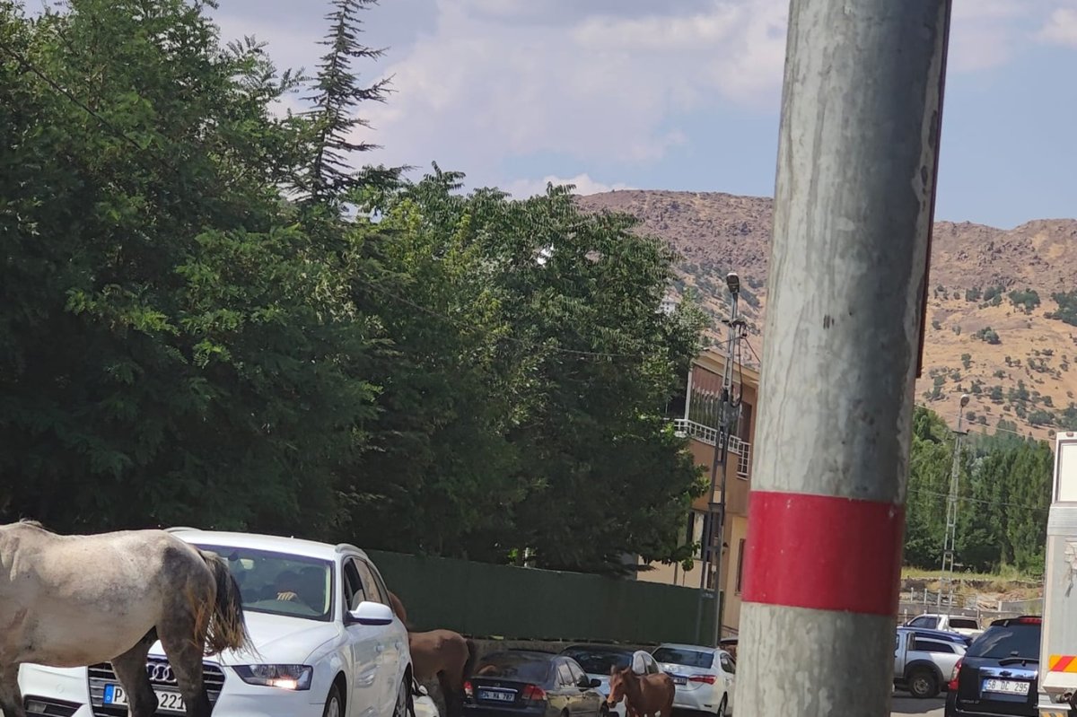 Bingöl’ün Solhan ilçesi çevre yolunda başıboş at tehlikesi