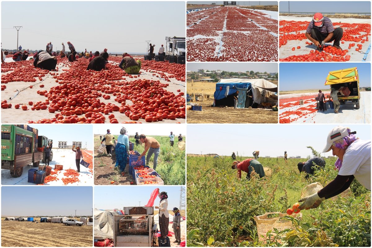 Güneşin altında bir ekmek mücadelesi
