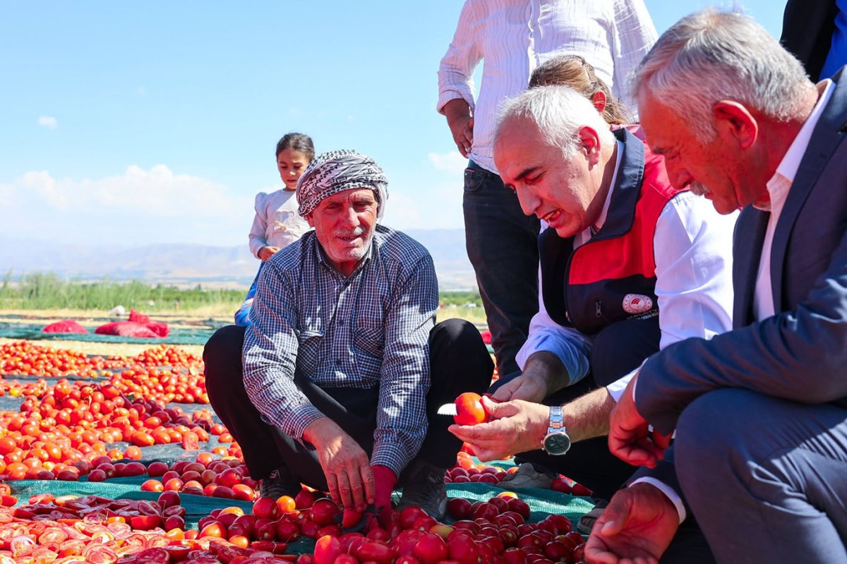 350 dekarlık alanda organik domates üretimi