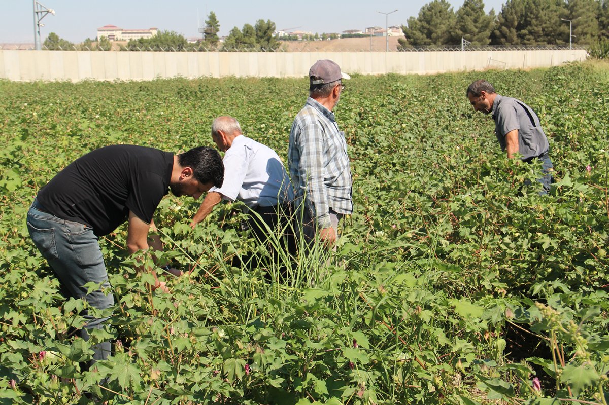 Çukobirlik Şube Başkanı Kağba: Mısıra alternatif olarak beyaz altın pamuğu yaygınlaştırmalıyız