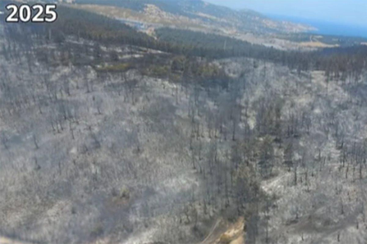 Aliağa ve Foça’da yanan alanlar fidanlarla yeniden yeşerecek