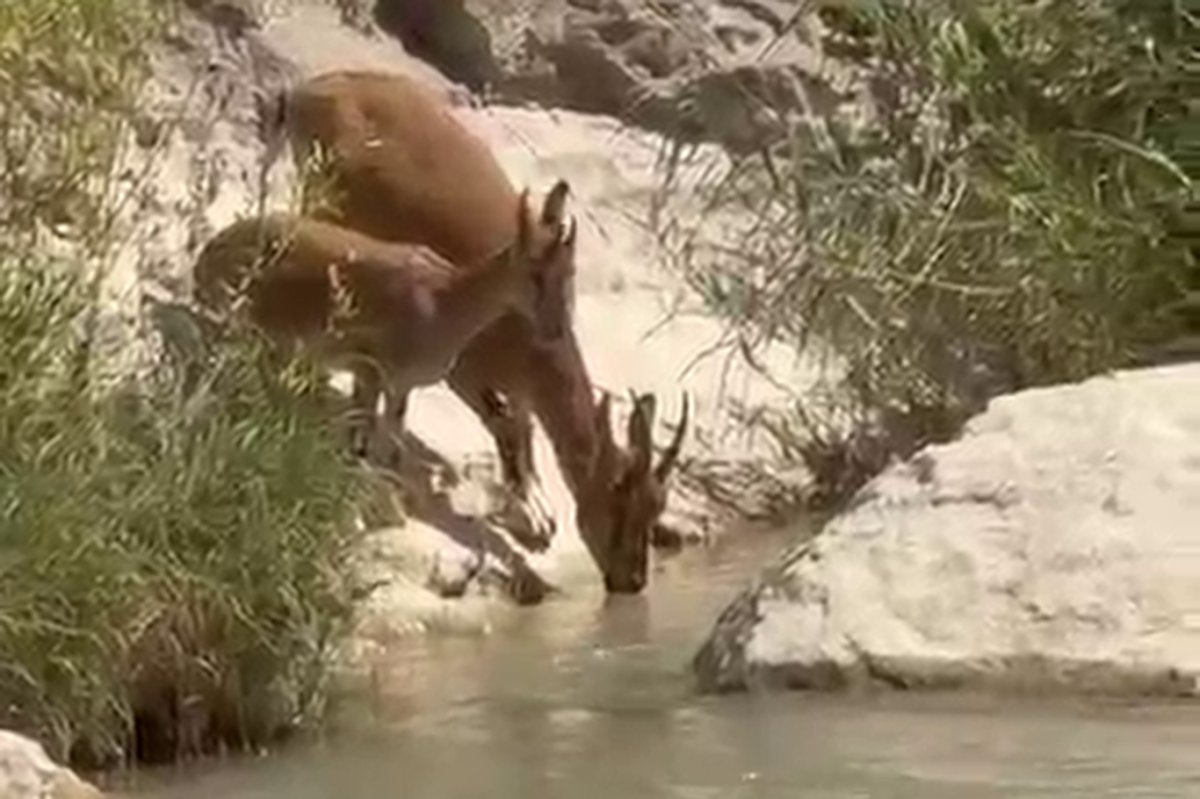 Su içmek için dereye inen yaban keçileri kameraya yansıdı