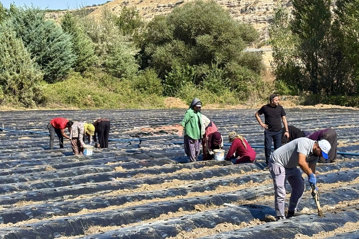 Akçadağ'da tarımsal üretime çilek katkısı