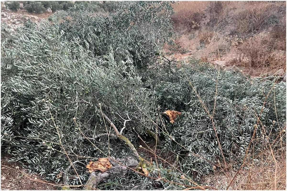 İşgalci siyonistler Ramallah yakınlarında onlarca zeytin ağacını söktü