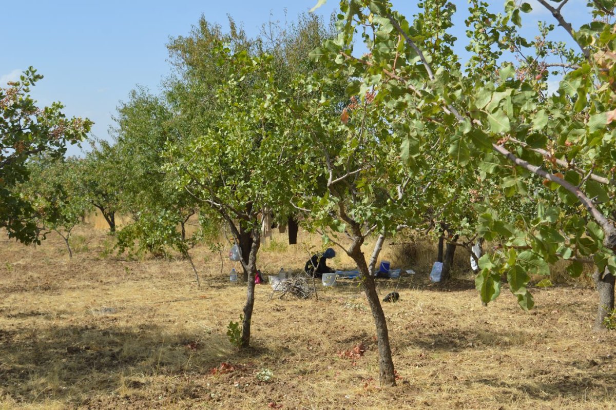 Çocuklarıyla başladı, şimdi torunlarıyla fıstık topluyor: 45 yıllık hasat hikâyesi