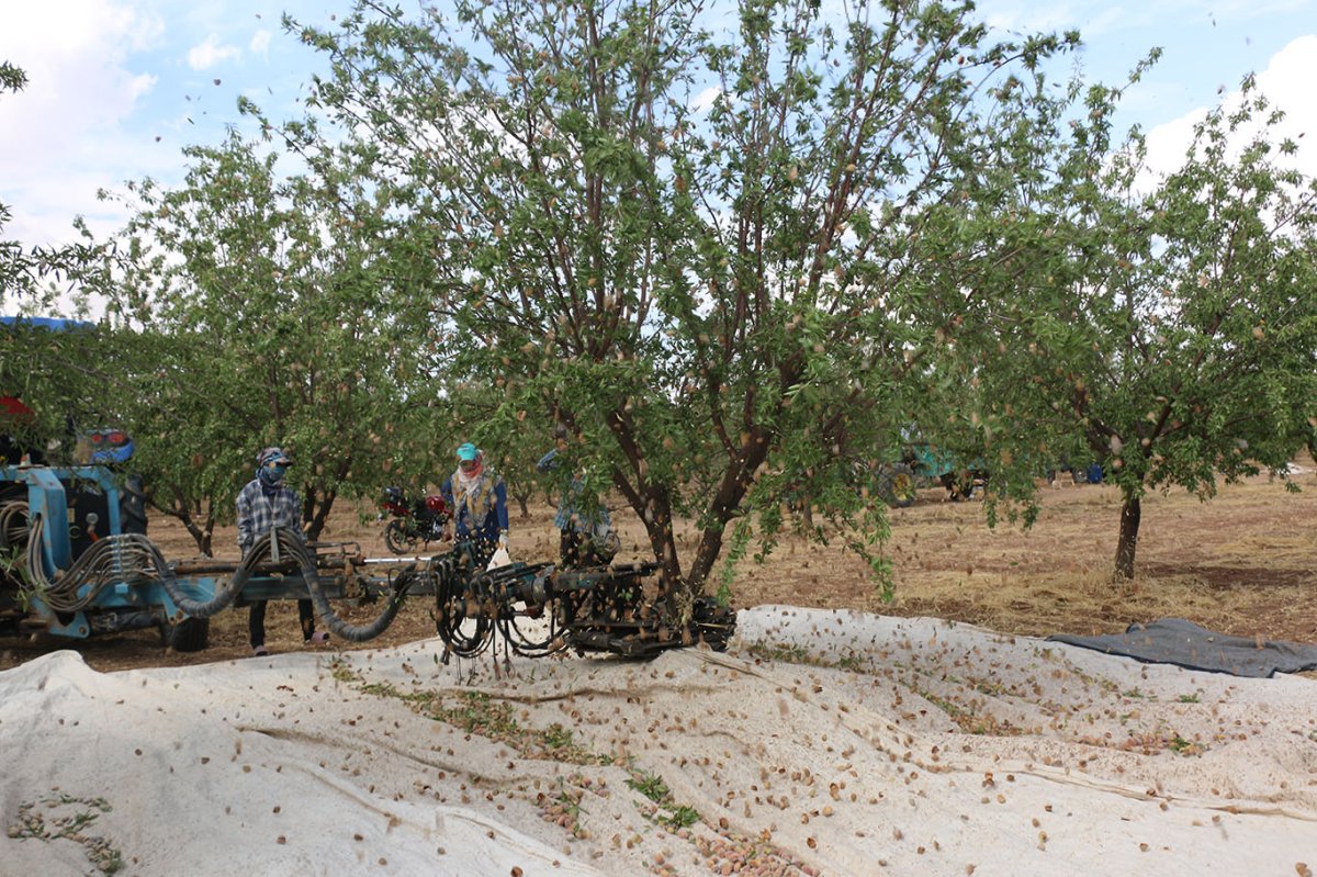 Şanlıurfa'da badem üreticisi fiyatlardan dertli: "Bu gidişle fıstığa dönebiliriz"