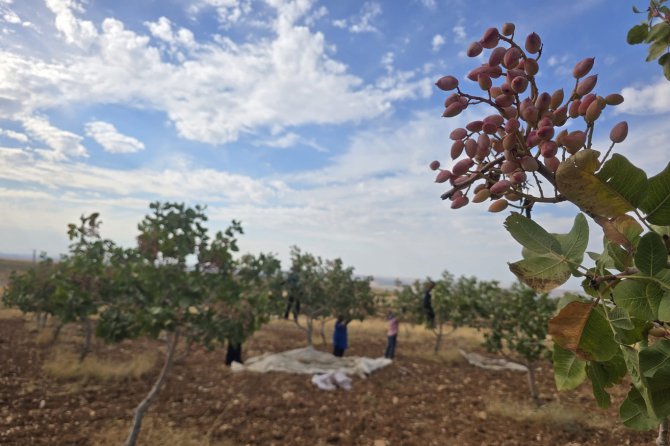 Fıstık hasadı başladı: Üretici verimden, işçiler ise çalışmaktan memnun