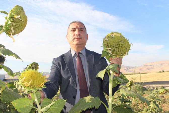 Mardin’de su kısıtlamaları ayçiçeği ekimini artırdı