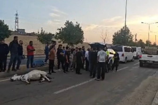Batman'da seyir halindeki ticari aracın çarptığı eşek telef oldu