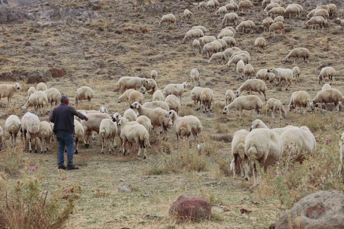 Gençler köyleri terk etti, hayvancılık can çekişiyor
