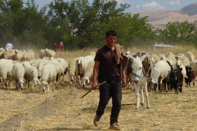 Hayvan yetiştiricileri: En büyük sorunumuz çoban ve mera